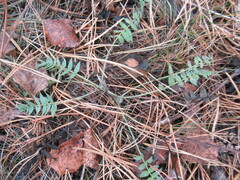 Oxytropis strobilacea