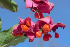 Euonymus latifolius