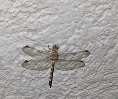 Bradinopyga geminata