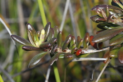 Scaevola barrierei