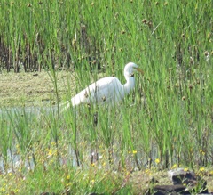 Ardea intermedia brachyrhyncha