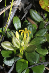 Scaevola barrierei