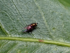 Eleleides chloris