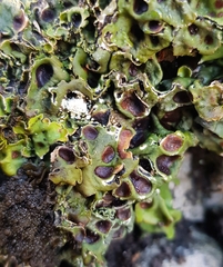 Solorina saccata