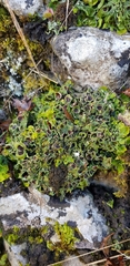Solorina saccata