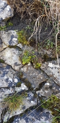 Solorina saccata