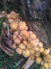Hypholoma fasciculare