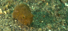 Arothron stellatus