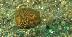 Arothron stellatus