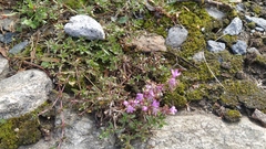 Thymus serpyllum