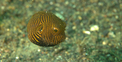 Arothron stellatus