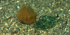 Arothron stellatus