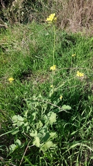 Brassica fruticulosa