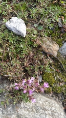 Thymus serpyllum