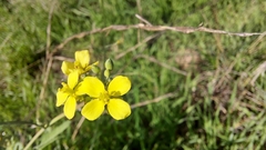 Brassica fruticulosa