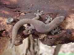 Christinus marmoratus
