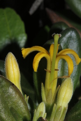 Scaevola barrierei