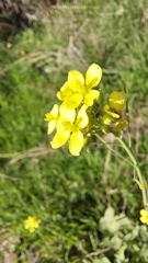 Brassica fruticulosa