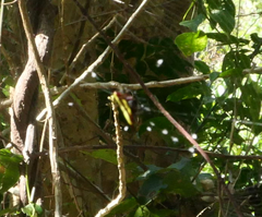 Gasteracantha fornicata