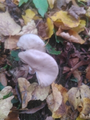 Mycena rosea