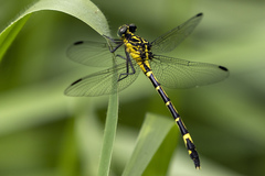 Austrogomphus amphiclitus