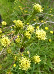 Leucadendron stellare