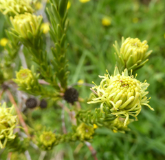 Leucadendron stellare