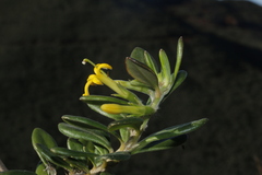 Scaevola barrierei