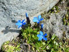 Gentiana bavarica