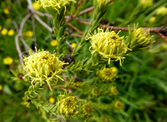 Leucadendron stellare