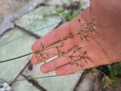 Fimbristylis dichotoma