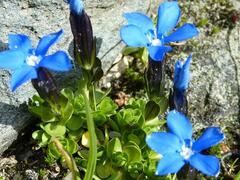 Gentiana bavarica