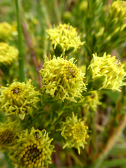Leucadendron stellare