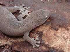 Christinus marmoratus