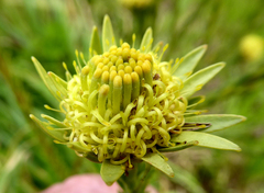 Leucadendron stellare
