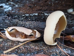 Peziza