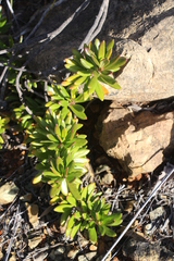 Scaevola barrierei