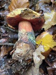 Neoboletus