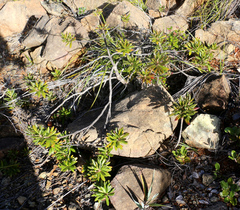 Scaevola barrierei