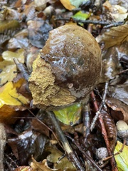 Neoboletus