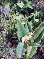 Platylobium parviflorum