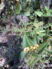 Platylobium parviflorum