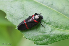 Cosmoscarta egens