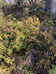 Platylobium parviflorum