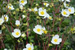 Drymocallis rupestris