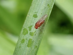 Drosophila immigrans