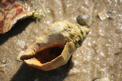 Stramonita haemastoma