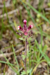 Parentucellia latifolia