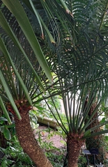 Cycas thouarsii