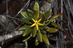 Scaevola barrierei